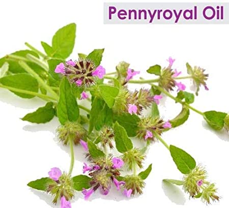 Salvia Natural Essential Oils Pennyroyal Oil (Mentha Pulegium) 100% Natural Pure Essential Oil Fights Germs, Soothes Skin Conditions, Insect Repellent Salvia Natural Essential Oils Pennyroyal Oil (Mentha Pulegium) 100% Natural Pure Essential Oil Fights Germs, Soothes Skin Conditions, Insect Repellent